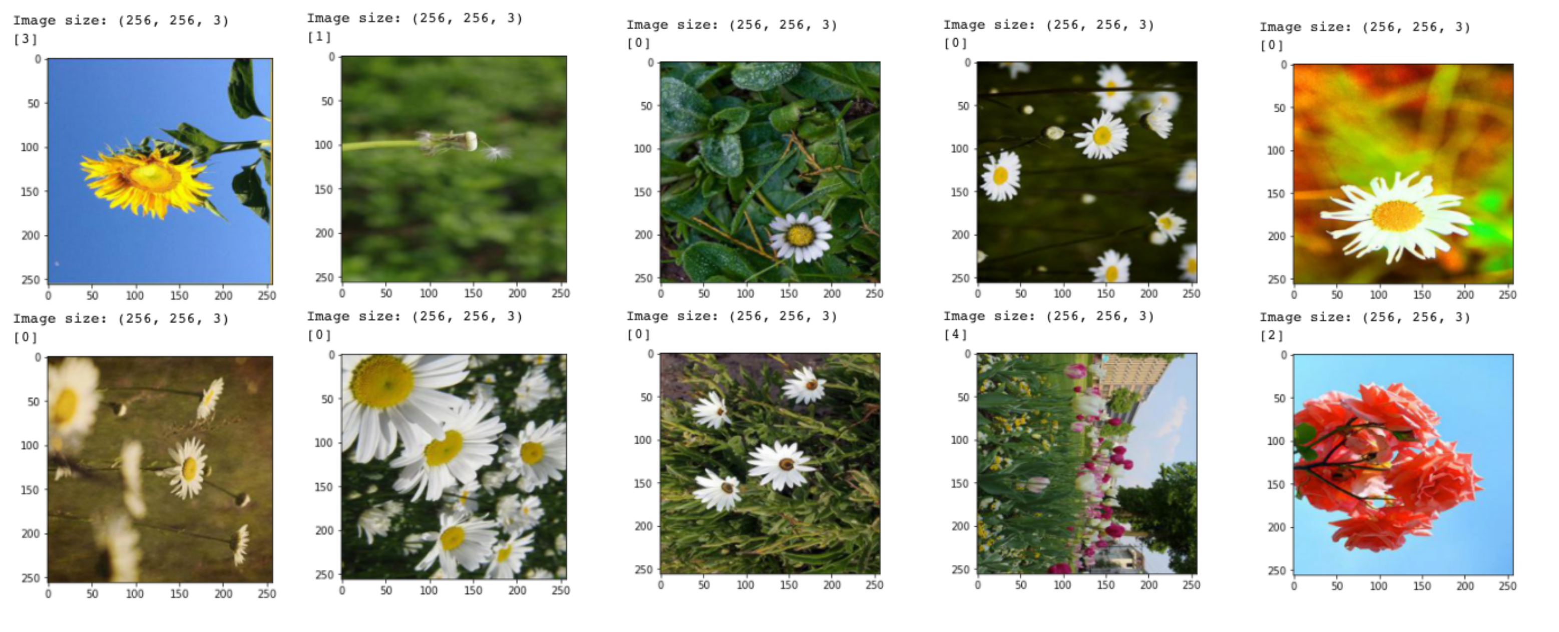 First batch of the augmented tf dataset ds_flowers_hub_data_aug — Image by author