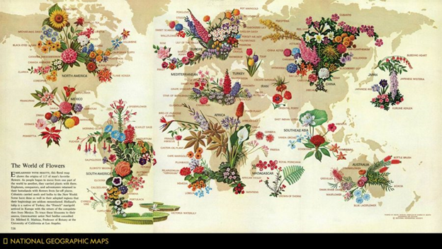 May 1966 National Geographic Magazine map showing the globe-spanning origins of various flowers.