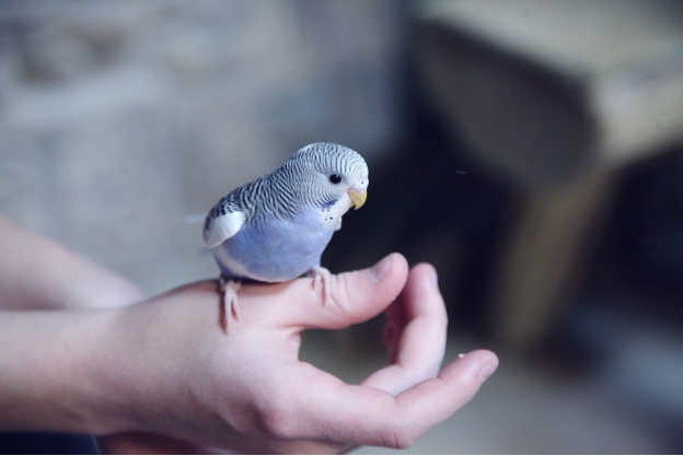 A blue bird