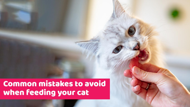 Common mistakes to avoid when feeding your cat
