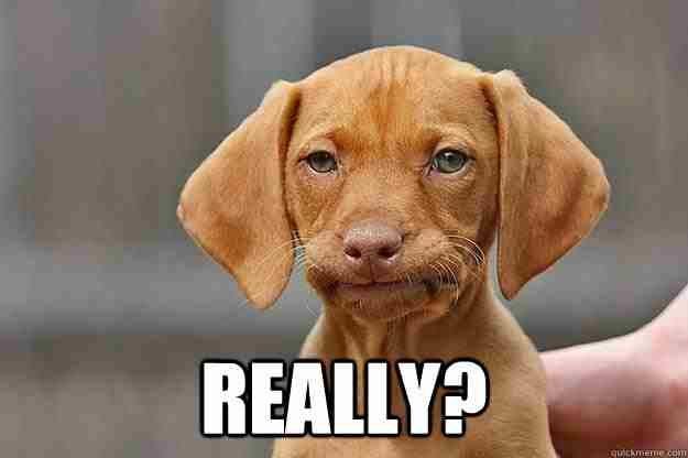 An image of an annoyed dog with the text “Really?”