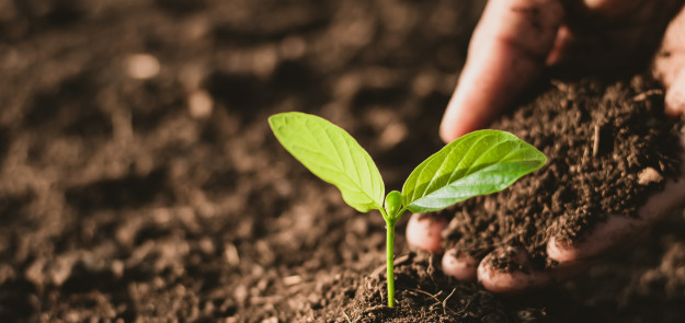 Hand nurturing a growing plant