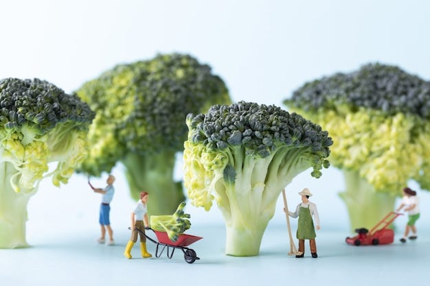 broccoli harvesting time