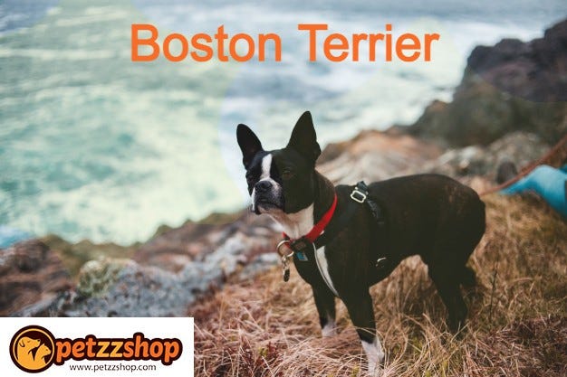 Boston Terrier