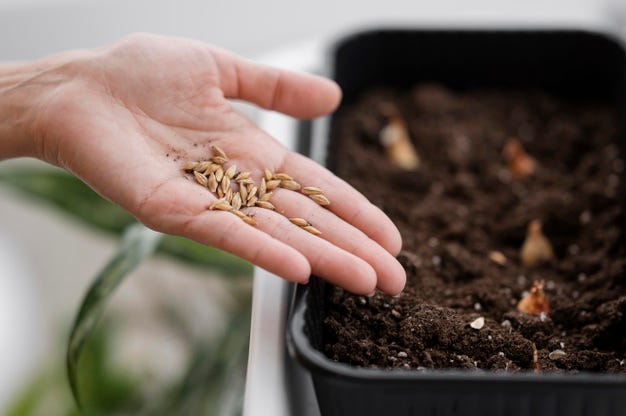 Benih tanaman Hibrida dan GMO, Apa Bedanya?