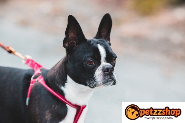 Boston Terrier