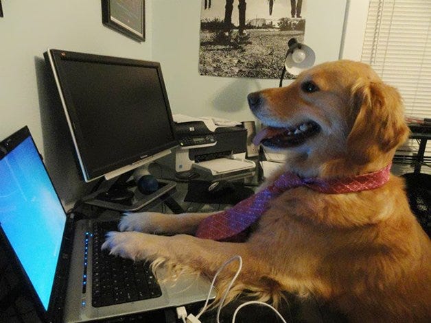 Cachorro amarelinho usando uma gravata vermelha e sentado na frente de um computador, com as patas em cima do teclado e parece até que está sorrindo