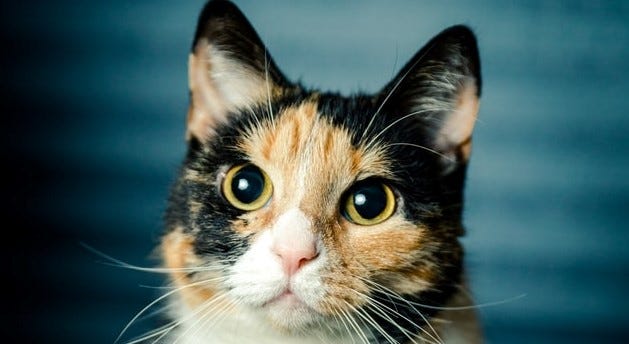 Really cute Calico cat! It looks so soft and we should all want to pet it!