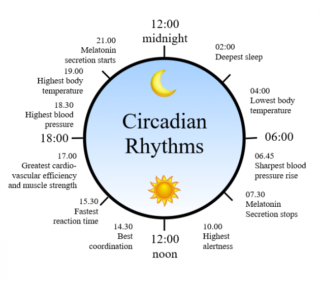 https://www.bewellwithin.com/back-to-school-back-to-health/circadian-rhythm-clock/