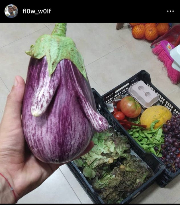 Person holding a strange eggplant, and in the background a basket full of organic vegetables