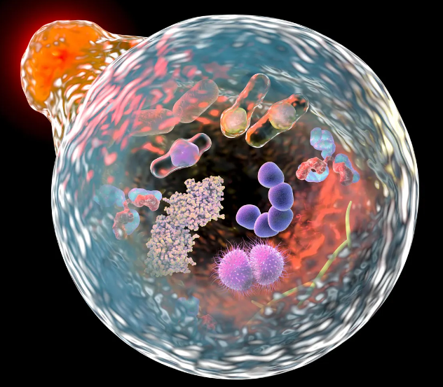 Lysosome engulfing the cellular waste [Image credit : Kateryna Kon/Dreamstime.com]