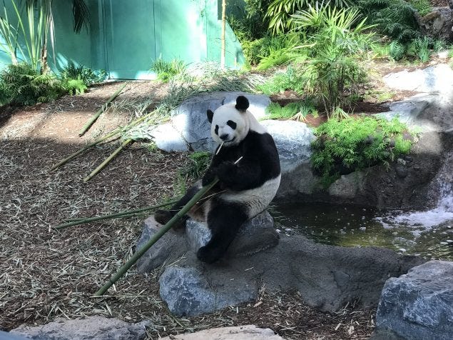 panda