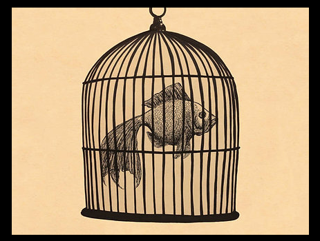 Fish in a Birdcage. My partner and I were driving through…