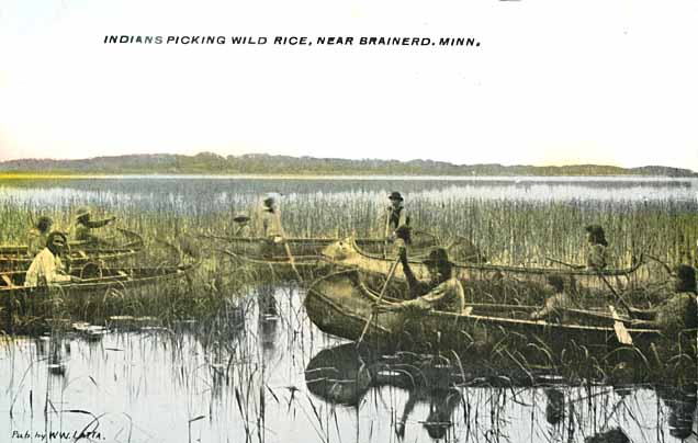 https://ojibwe.lib.umn.edu/collection/indians-harvesting-wild-rice