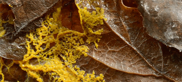 slime mold expanding over leaves & branches
