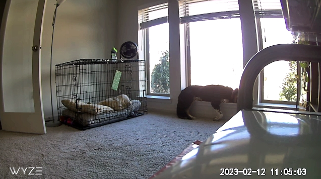 Separation Anxiety Training