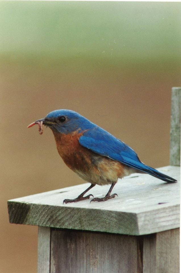 A bird with blue wings holding a worm in its beak.