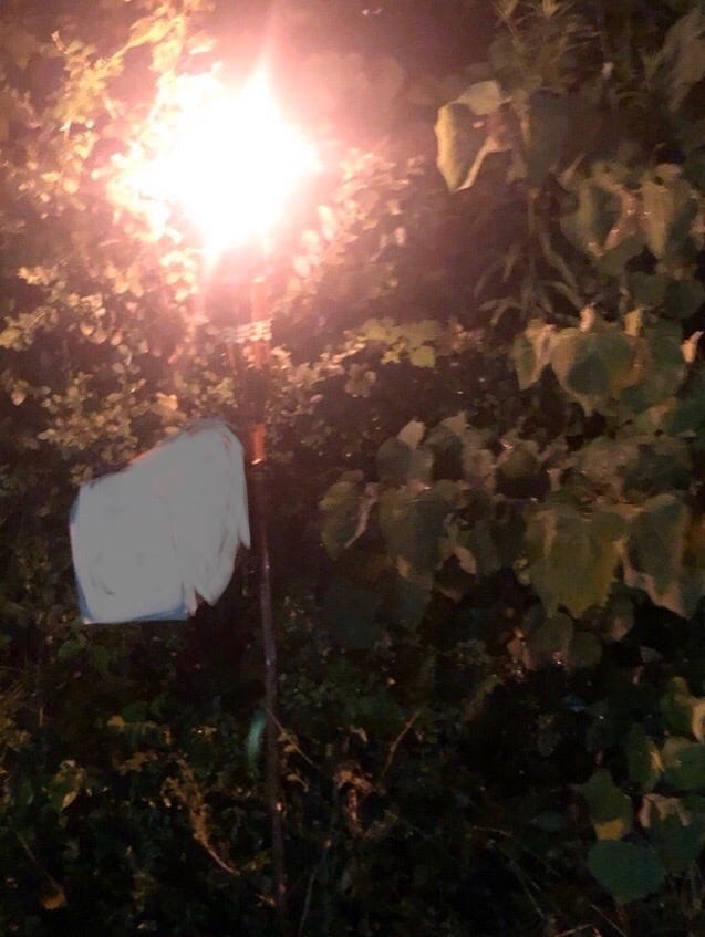 Image description: A lit backyard tiki torch stands next to a mailbox in front of green bushes and trees. It is nighttime.