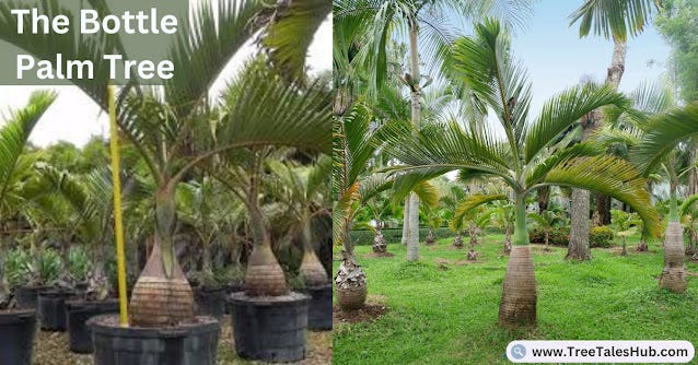 Unlocking the Hidden Benefits of Bottle Palm Trees: A Comprehensive Guide