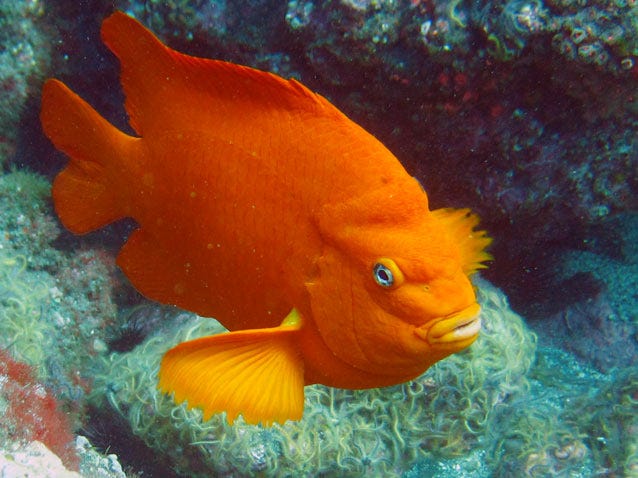 The photo captures the right side of a Garibaldi fish, which is bright orange and has a black pupil in the middle of an icy blue eye. The fish has a very interesting face with what looks like big eyebrows or patch of fluffy hair on its/ki’s* forehead and full orangish-pink lips. The background looks like rocky reef made up of a mix of colors including grey, blue, green and red