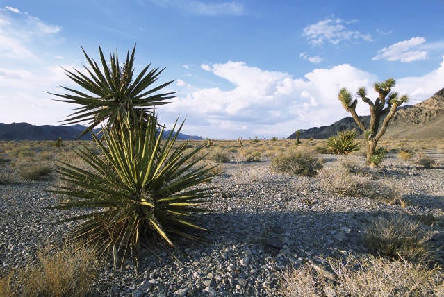 When Joshua Trees and Yucca plants are spotted, it’s Mojave country.