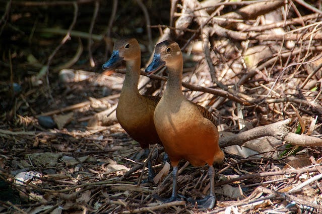 Lesser Whistling Duck (Dendrocygna javanica)