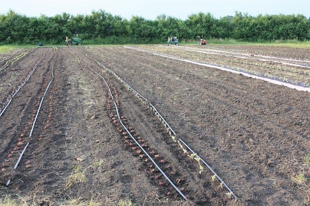 A crooked row of newly planted lettuce