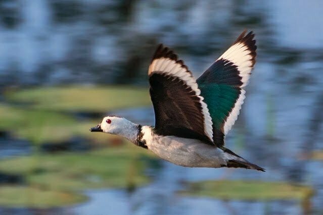 Cotton Pygmy Goose (Nettapus coromandelianus)