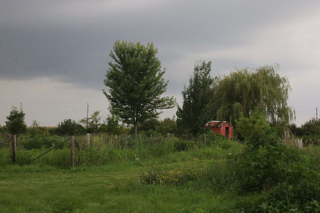 Pasture area with hen building by willow tree