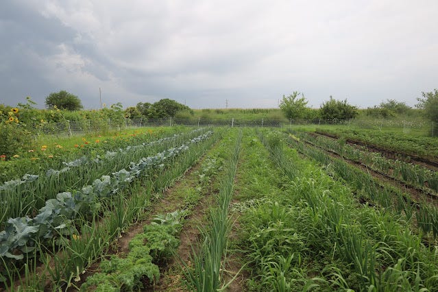 Vegetable growing plot on the farm