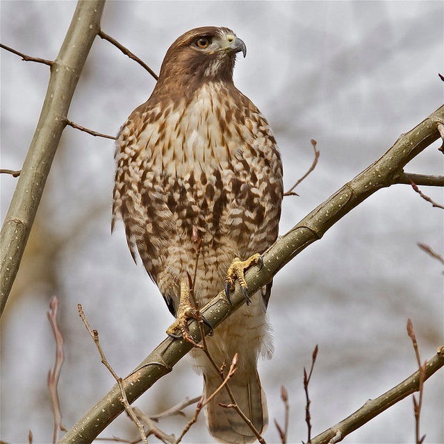 brown and tan raptor