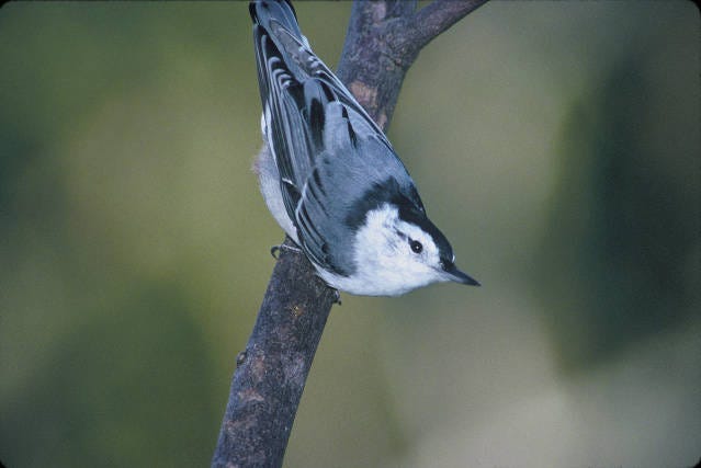 a blue and white bird perched upside down on a branch