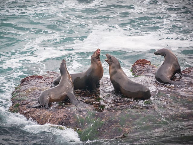 Susan J Photography — Four harbor seals frolicking on the rocks at La Jolla Cove in San Diego