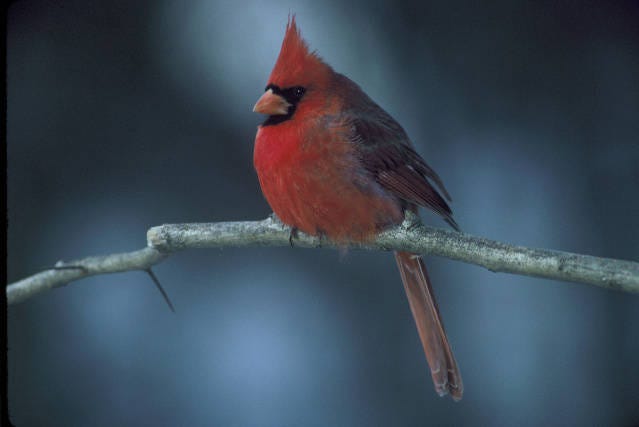 Plump red bird sitting on a branch