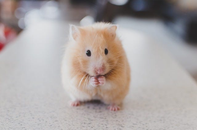 Close up of a tan hamster