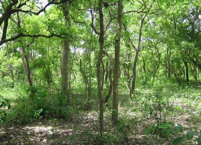 Raised savanna subjected to fire