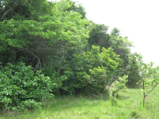 Gallery forest near of the Bandama river