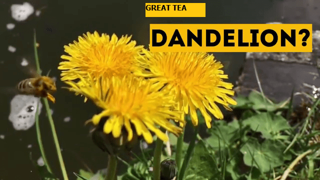dandelion tea - lose belly fat