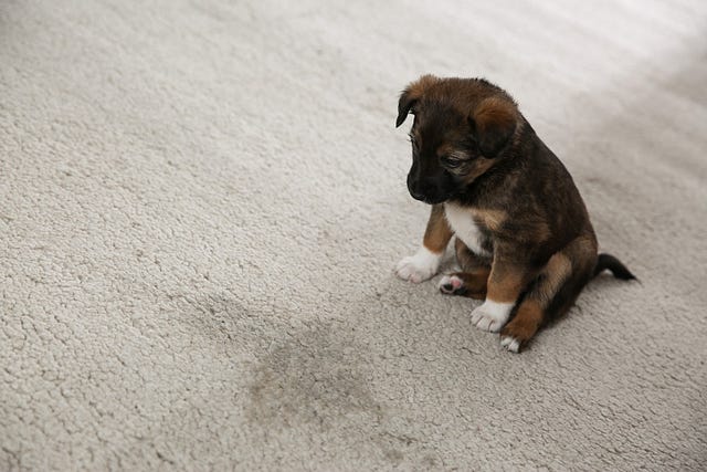 Get Stain-free carpet solutions 
