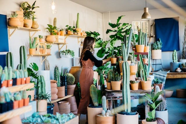 Ponderosa Cactus Arrangement