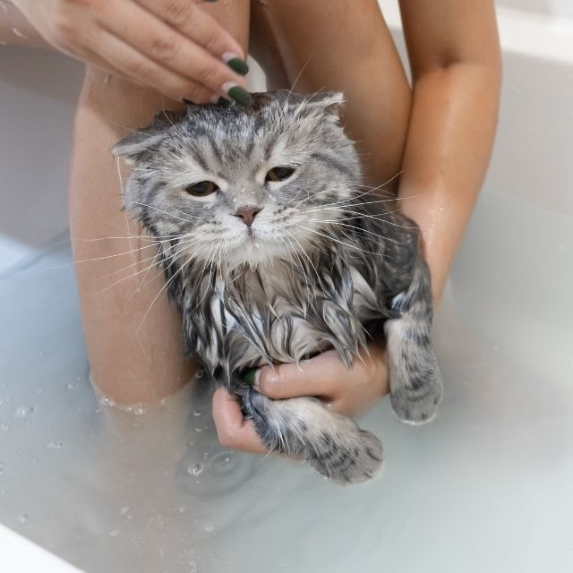 kediler nasıl yıkanır?
