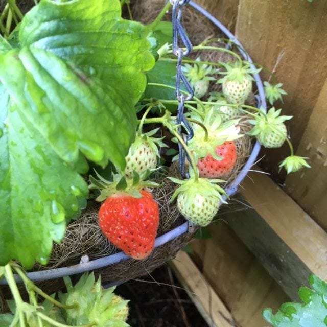 Ripening strawberries in a hanging basket