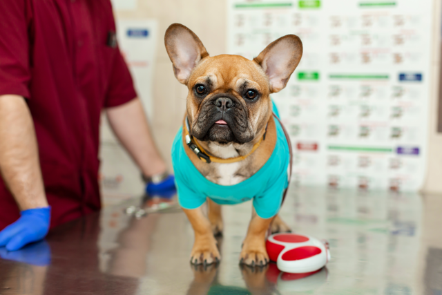 French Bulldog Health Problems - Dawgtor - Top Frenchie