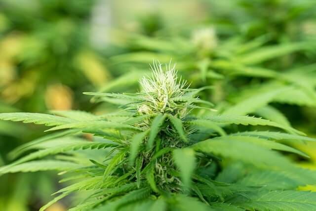 White Truffle cannabis strain. Image via CannaConnection.