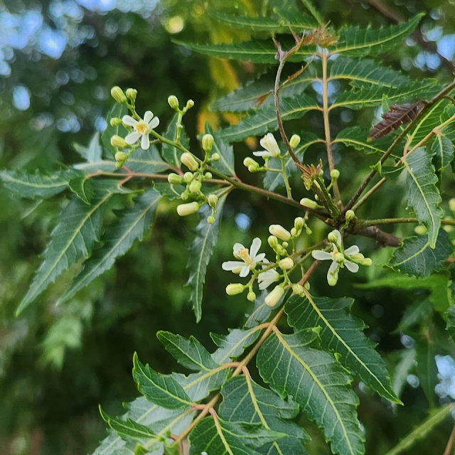 fresh neem flowers