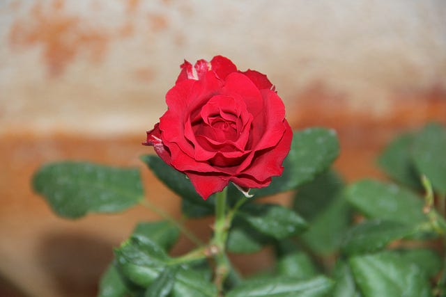 rose