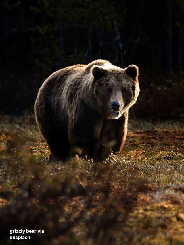 grizzly bear via unsplash