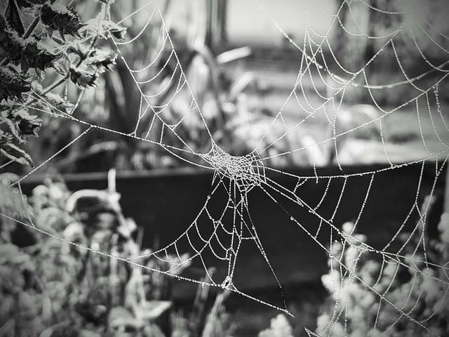 A black and white photo of a spider web covered in dew.