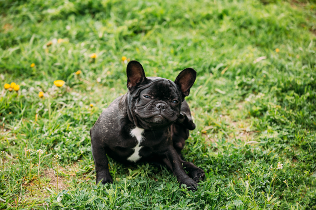 French Bulldog Allergies - Scratching Symptom - Top Frenchie