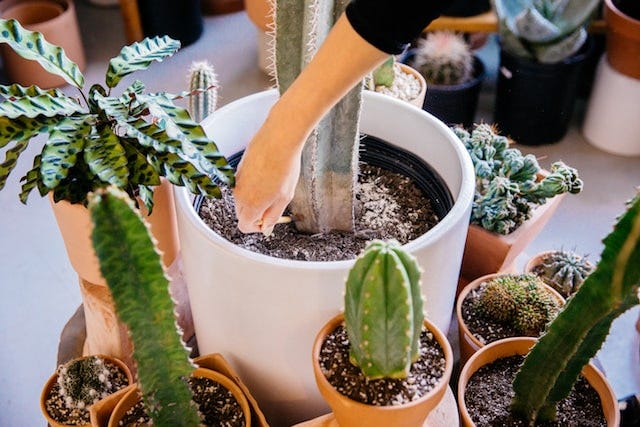 Ponderosa Cactus Hands